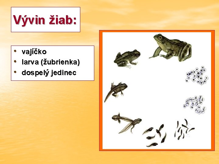 Vývin žiab: • vajíčko • larva (žubrienka) • dospelý jedinec 