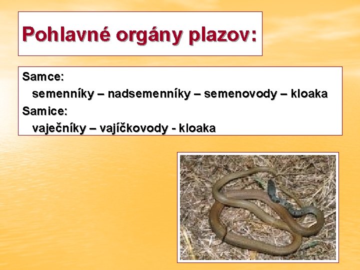 Pohlavné orgány plazov: Samce: semenníky – nadsemenníky – semenovody – kloaka Samice: vaječníky –