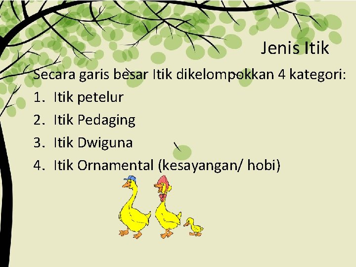 Jenis Itik Secara garis besar Itik dikelompokkan 4 kategori: 1. Itik petelur 2. Itik