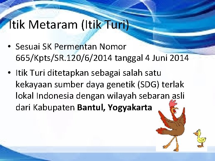Itik Metaram (Itik Turi) • Sesuai SK Permentan Nomor 665/Kpts/SR. 120/6/2014 tanggal 4 Juni