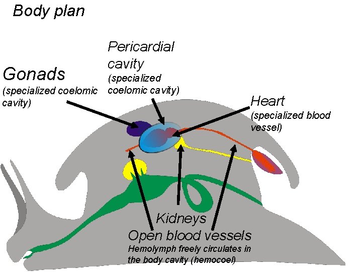 Body plan Gonads Pericardial cavity (specialized coelomic cavity) Heart (specialized blood vessel) Kidneys Open