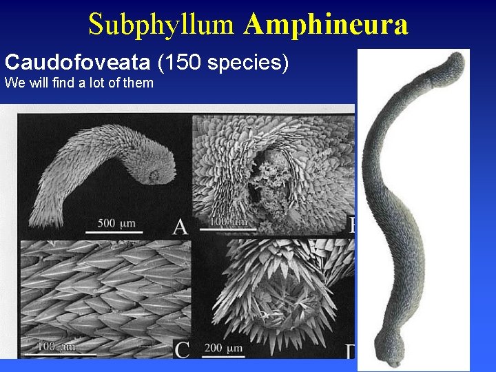 Subphyllum Amphineura Caudofoveata (150 species) We will find a lot of them 