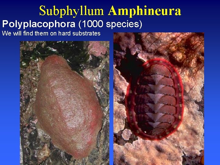 Subphyllum Amphineura Polyplacophora (1000 species) We will find them on hard substrates 