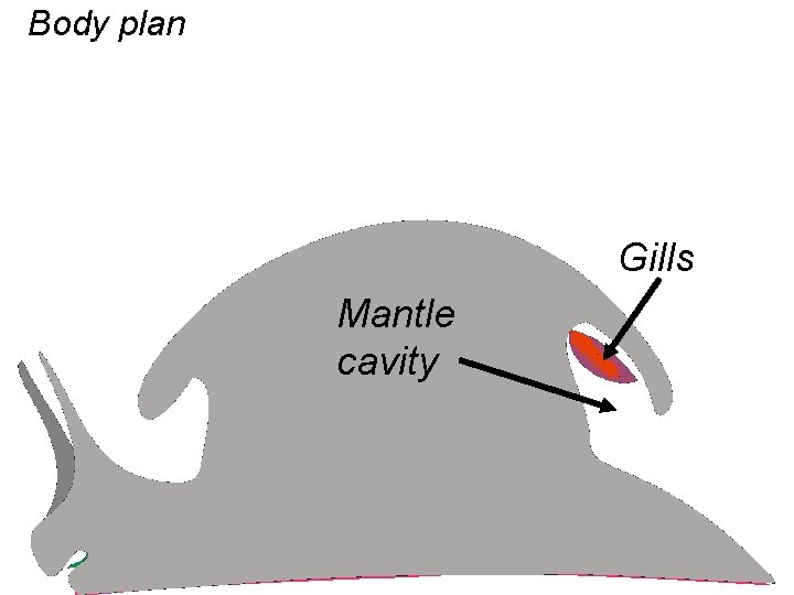 Body plan Gills Mantle cavity 