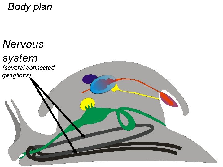 Body plan Nervous system (several connected ganglions) 