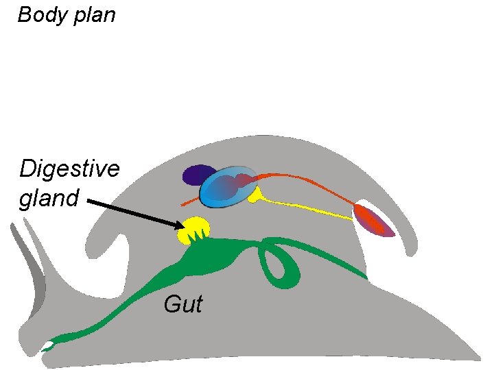 Body plan Digestive gland Gut 