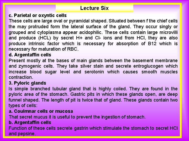 Lecture Six c. Parietal or oxyntic cells These cells are large oval or pyramidal