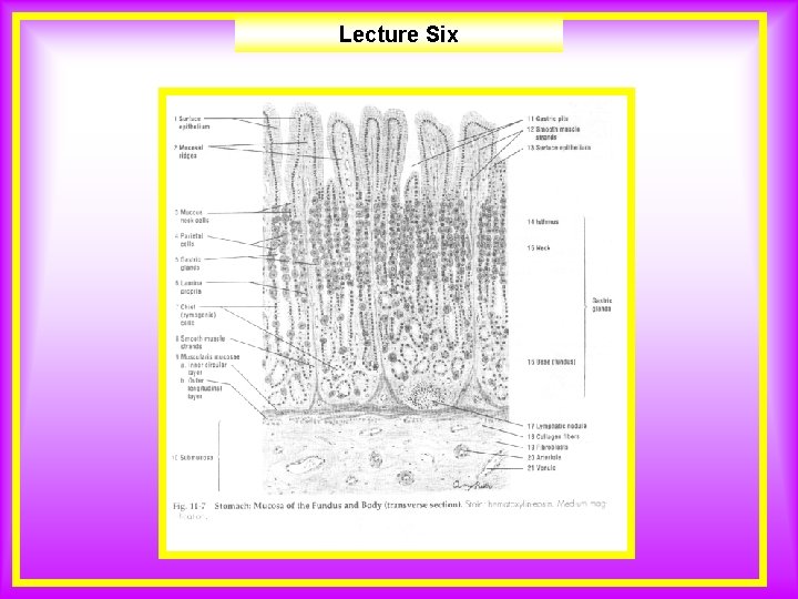 Lecture Six 