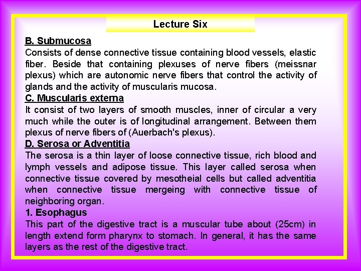 Lecture Six B. Submucosa Consists of dense connective tissue containing blood vessels, elastic fiber.