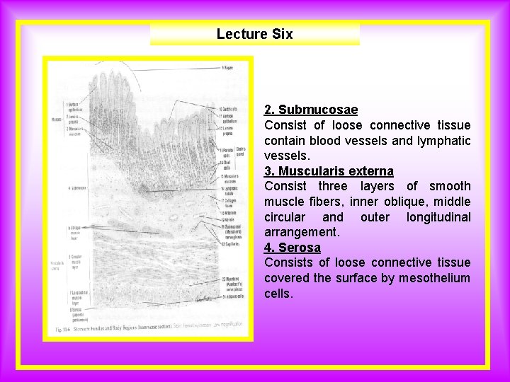 Lecture Six 2. Submucosae Consist of loose connective tissue contain blood vessels and lymphatic