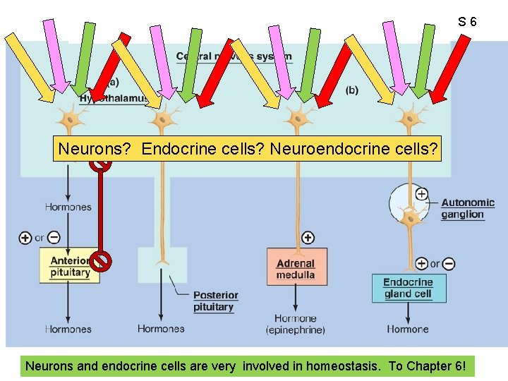 S 6 Neurons? Endocrine cells? Neuroendocrine cells? Neurons and endocrine cells are very involved