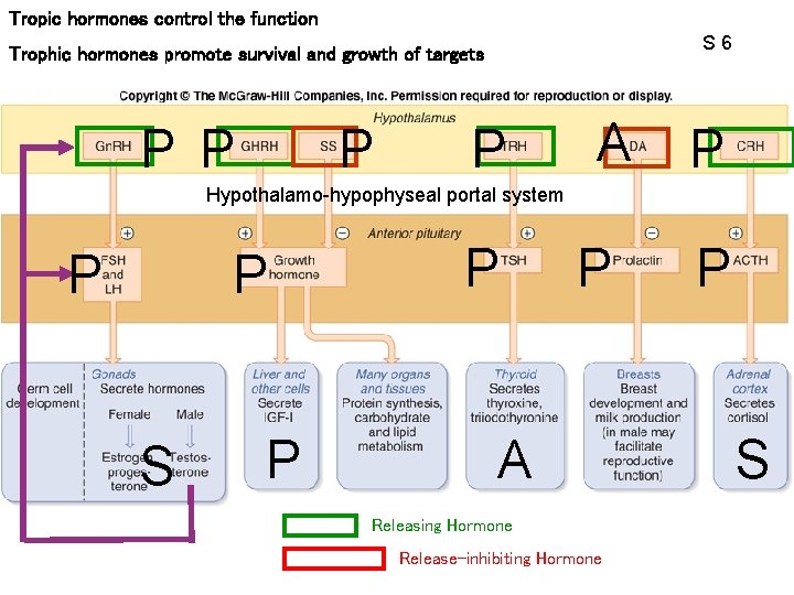 Tropic hormones control the function S 6 Trophic hormones promote survival and growth of