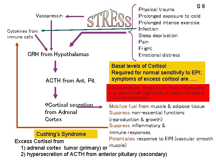 Vasopressin Cytokines from immune cells CRH from Hypothalamus ACTH from Ant. Pit S 8