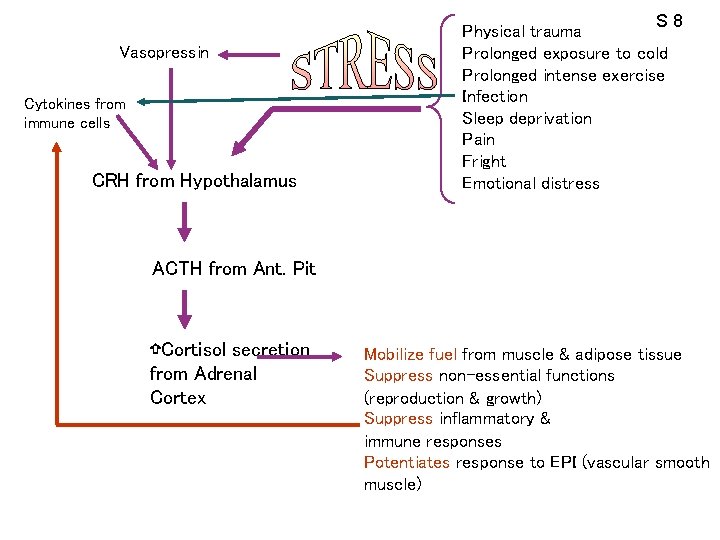 Vasopressin Cytokines from immune cells CRH from Hypothalamus S 8 Physical trauma Prolonged exposure