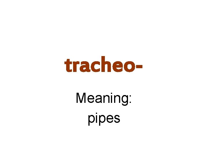 tracheo. Meaning: pipes 