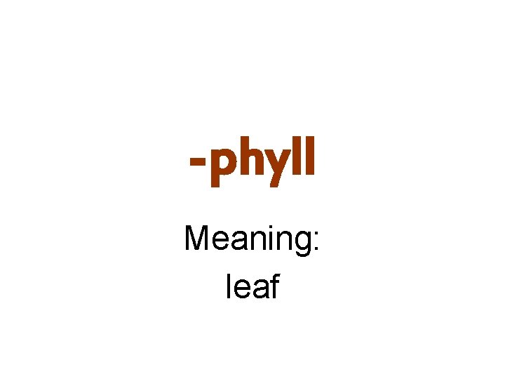 -phyll Meaning: leaf 