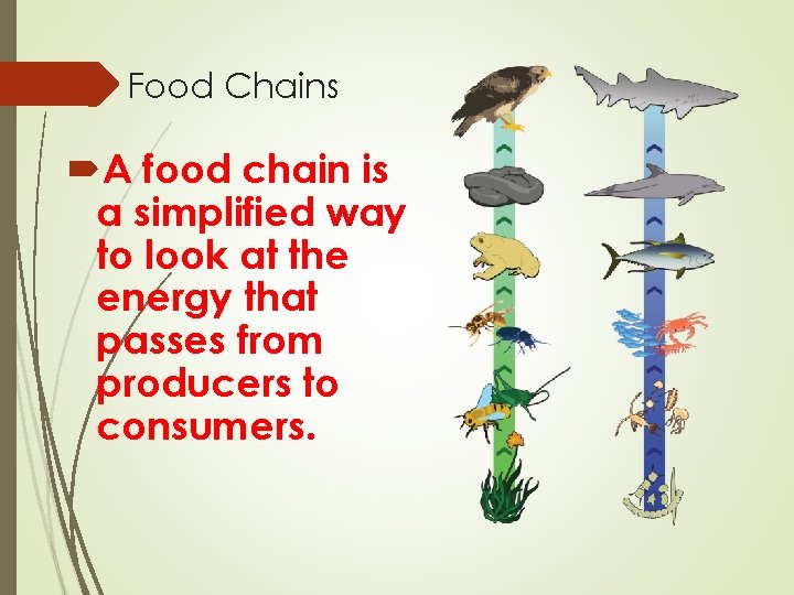 Food Chains A food chain is a simplified way to look at the energy