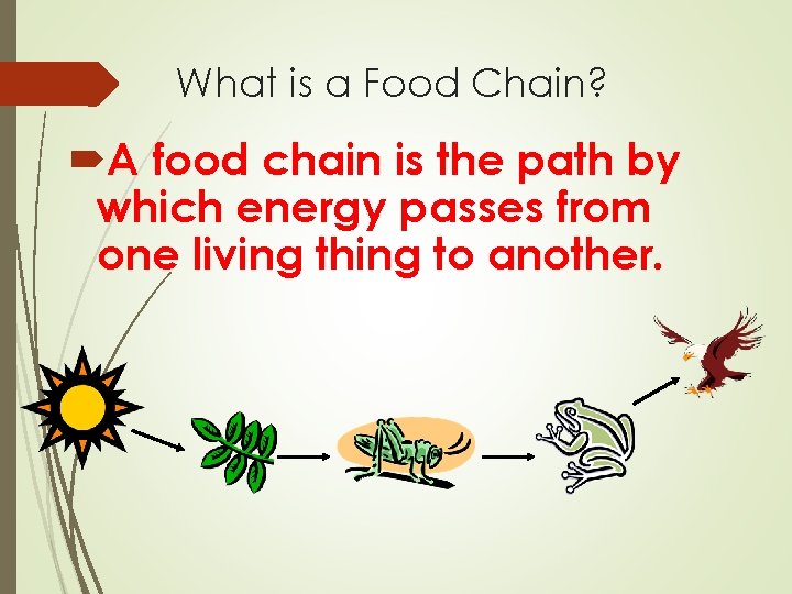 What is a Food Chain? A food chain is the path by which energy