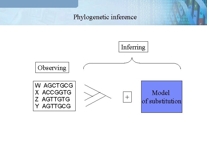Phylogenetic inference Inferring Observing W AGCTGCG X ACCGGTG Z AGTTGTG Y AGTTGCG + Model