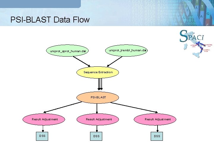 PSI-BLAST Data Flow uniprot_trembl_human. dat uniprot_sprot_human. dat Sequence Extraction PSI-BLAST Result Adjustment DSS 