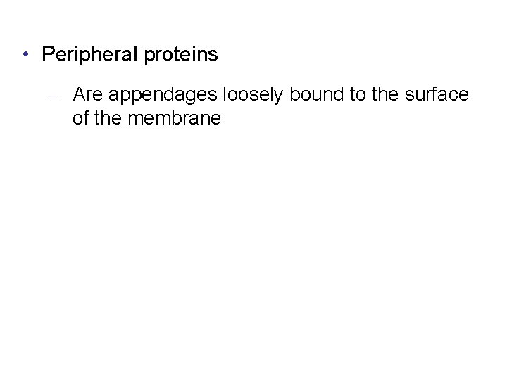  • Peripheral proteins – Are appendages loosely bound to the surface of the