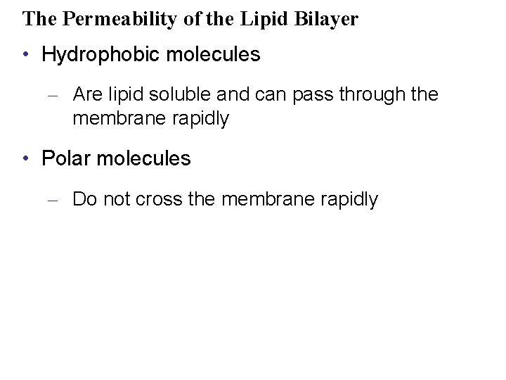The Permeability of the Lipid Bilayer • Hydrophobic molecules – Are lipid soluble and