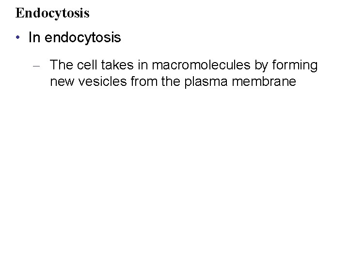 Endocytosis • In endocytosis – The cell takes in macromolecules by forming new vesicles