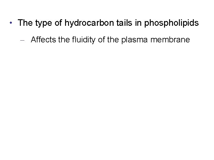  • The type of hydrocarbon tails in phospholipids – Affects the fluidity of