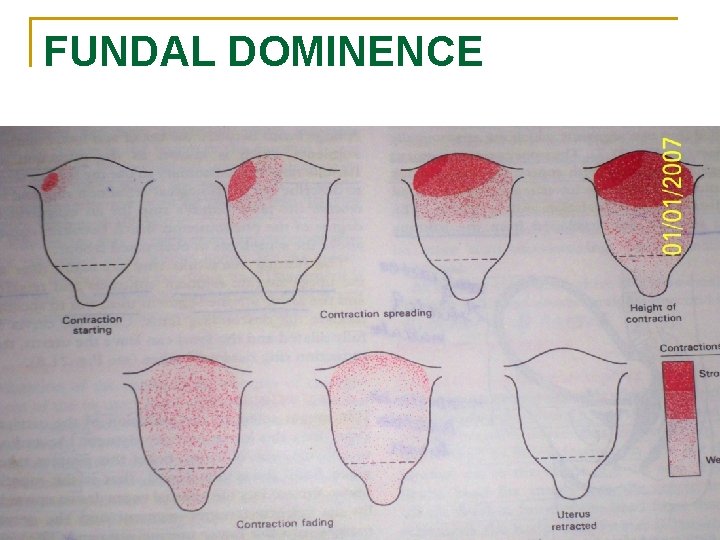 FUNDAL DOMINENCE 