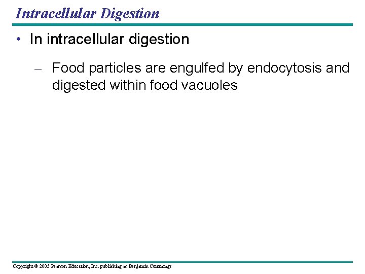 Intracellular Digestion • In intracellular digestion – Food particles are engulfed by endocytosis and