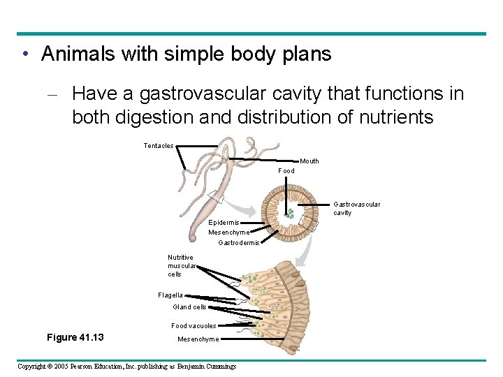  • Animals with simple body plans – Have a gastrovascular cavity that functions