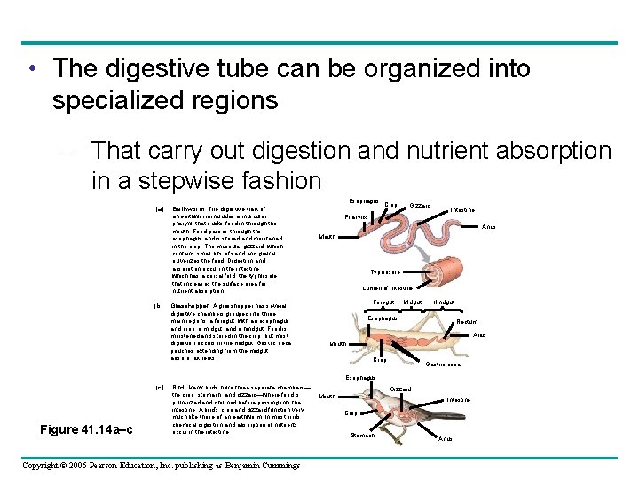  • The digestive tube can be organized into specialized regions – That carry