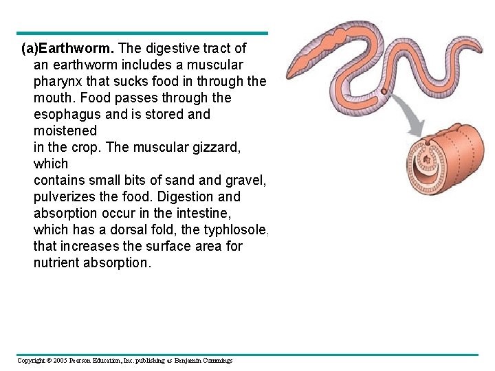 (a)Earthworm. The digestive tract of an earthworm includes a muscular pharynx that sucks food
