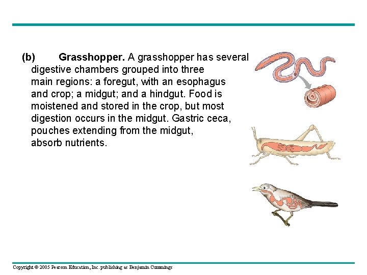 (b) Grasshopper. A grasshopper has several digestive chambers grouped into three main regions: a