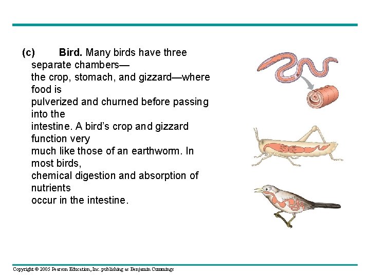 (c) Bird. Many birds have three separate chambers— the crop, stomach, and gizzard—where food