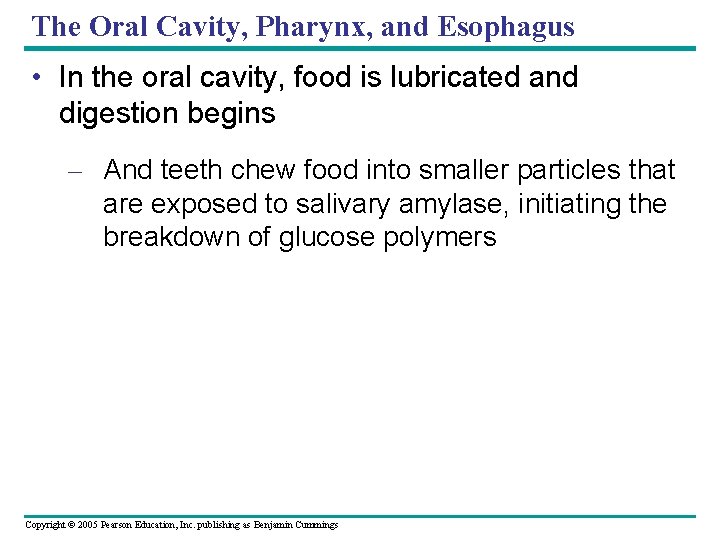 The Oral Cavity, Pharynx, and Esophagus • In the oral cavity, food is lubricated