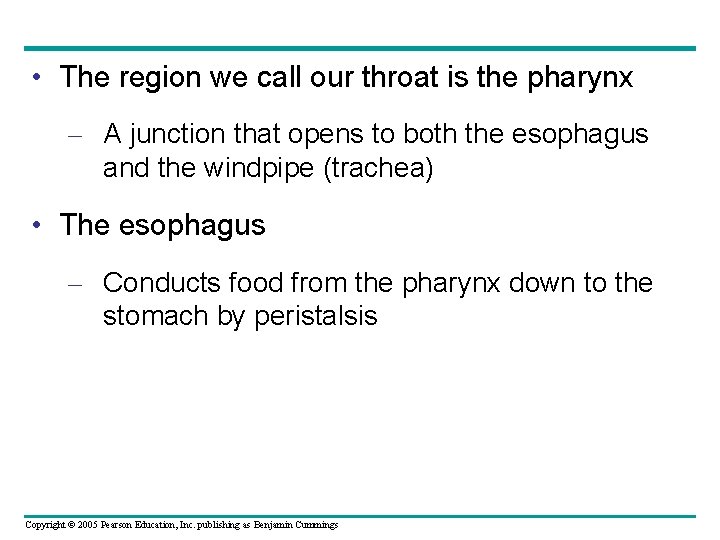  • The region we call our throat is the pharynx – A junction