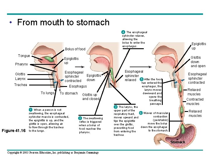  • From mouth to stomach Bolus of food Tongue Epiglottis up Glottis down