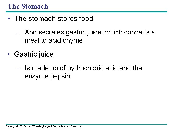 The Stomach • The stomach stores food – And secretes gastric juice, which converts