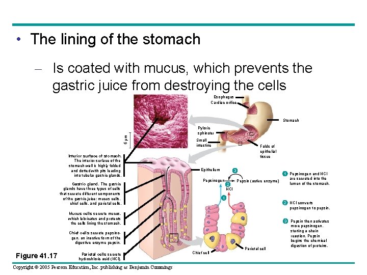  • The lining of the stomach – Is coated with mucus, which prevents