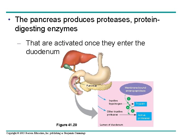  • The pancreas produces proteases, proteindigesting enzymes – That are activated once they