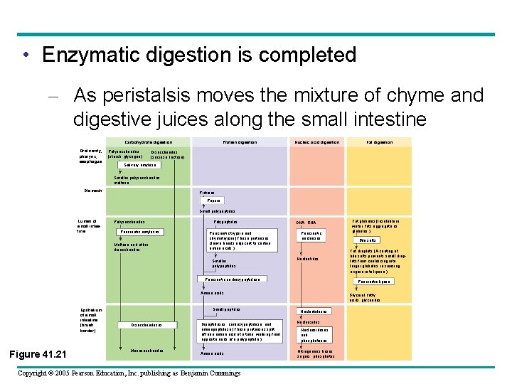  • Enzymatic digestion is completed – As peristalsis moves the mixture of chyme