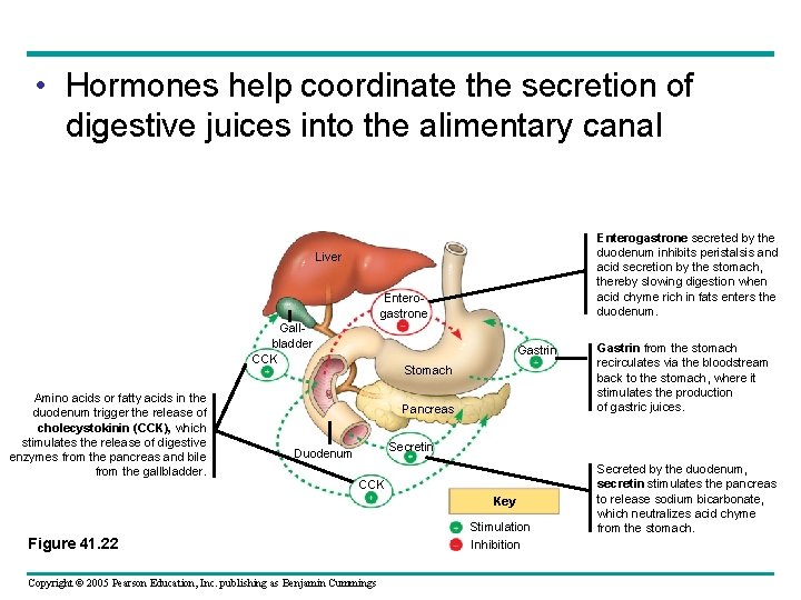  • Hormones help coordinate the secretion of digestive juices into the alimentary canal