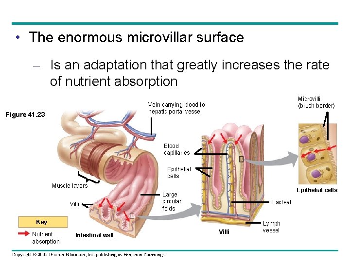  • The enormous microvillar surface – Is an adaptation that greatly increases the