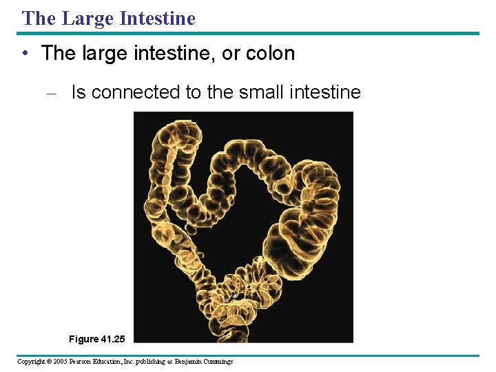The Large Intestine • The large intestine, or colon – Is connected to the