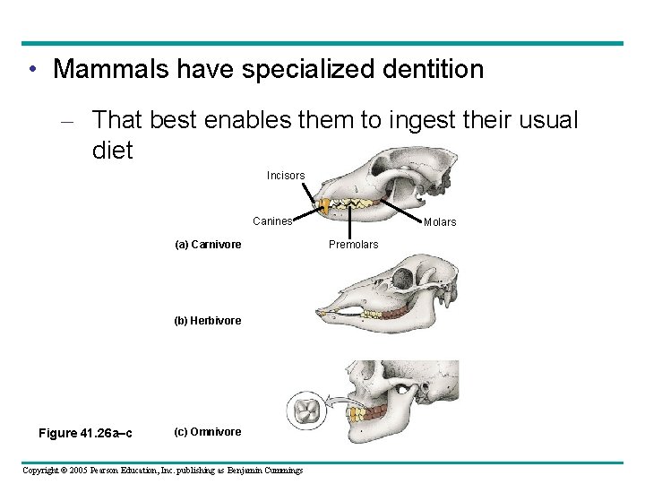  • Mammals have specialized dentition – That best enables them to ingest their