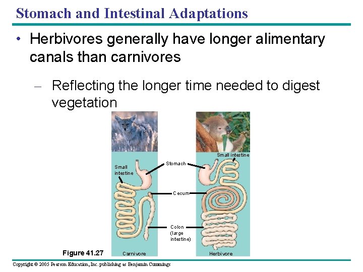 Stomach and Intestinal Adaptations • Herbivores generally have longer alimentary canals than carnivores –