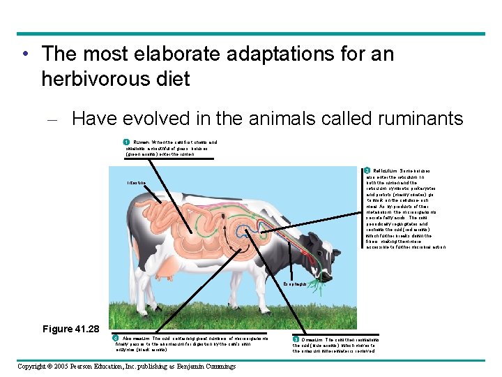  • The most elaborate adaptations for an herbivorous diet – Have evolved in