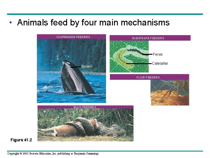  • Animals feed by four main mechanisms SUSPENSION FEEDERS SUBSTRATE FEEDERS Feces Baleen