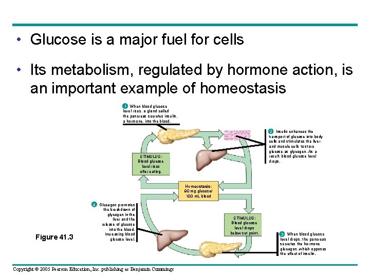  • Glucose is a major fuel for cells • Its metabolism, regulated by